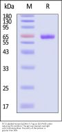 FITC-Labeled Human EpCAM / TROP1 Protein, Fc Tag