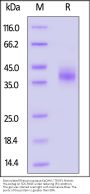 Biotinylated Rhesus macaque EpCAM / TROP1 Protein, His,Avitag™ (MALS verified)