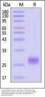 Human FAM3C Protein, His Tag (MALS verified)