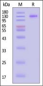 Cynomolgus FCRL5 Protein, His Tag, low Endotoxin (MALS verified)