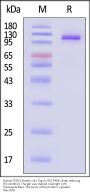 Human FCRL5 Protein, His Tag, low Endotoxin (MALS verified)