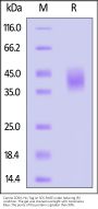 Canine Fc gamma RI / CD64 Protein, His Tag (MALS & SPR verified)