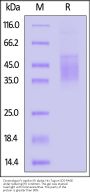 Cynomolgus Fc epsilon RI alpha Protein, His Tag (SPR verified)