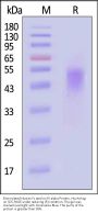 Biotinylated Human Fc epsilon RI alpha Protein, His,Avitag™ (MALS & BLI verified)