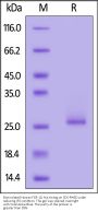 Biotinylated Human FGF-10 / KGF 2 Protein, His,Avitag™ (SPR verified)