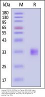 Human FGF-23 (R179Q) Protein, His Tag