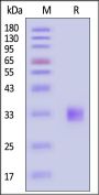 Human FGF-23 (R179Q) Protein, His Tag