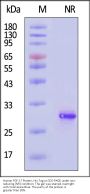Human FGF-17 Protein, His Tag (HPLC verified)