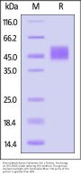 Biotinylated Human Follistatin-like 1 / FSTL1 Protein, His,Avitag™ (MALS verified)