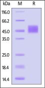 Biotinylated Human Follistatin-like 1 / FSTL1 Protein, His,Avitag™ (MALS verified)