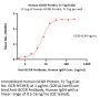 Human GCGR / Glucagon receptor Protein, Fc Tag, low Endotoxin (MALS verified)