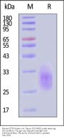 Mouse GITR / TNFRSF18 Protein, His Tag