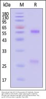 Monoclonal Anti-HSV-2-Glycoprotein D Antibody, Human IgG1 (3H9) (MALS verified)