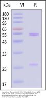 Monoclonal Glycoprotein D (HSV-2) Antibody, Mouse IgG1 (3H9) (MALS verified)
