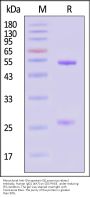 Monoclonal Anti-Glycoprotein G(Lyssavirus rabies) Antibody, Human IgG1 (4A7) (MALS verified)