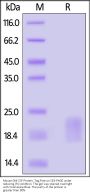 Mouse GM-CSF Protein, Tag Free