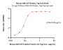 Mouse GM-CSF Protein, Tag Free
