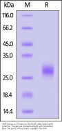 GMP Human IL-7 Protein