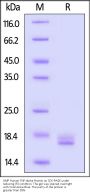 GMP Human TNF-alpha Protein