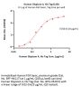 Human Glypican 4 / GPC4 Protein, His Tag (MALS verified)