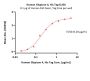 Human Glypican 4 / GPC4 Protein, His Tag (MALS verified)