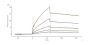 Human GPR56 Full Length Protein (VLP)