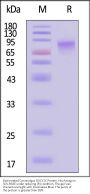 Biotinylated Cynomolgus GUCY2C / Guanylyl cyclase C Protein, His,Avitag™ (MALS verified)