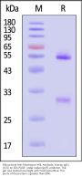 Monoclonal Anti-Monkeypox-H3L Antibody, Human IgG1 (1C5) (MALS verified)