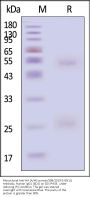 Monoclonal Anti-HA (A/Wisconsin/588/2019 (H1N1)) Antibody, Human IgG1 (6D1) (MALS verified)