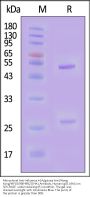 Monoclonal Anti-Influenza A [A/guinea fowl/Hong Kong/WF10/99(H9N2)] HA1 Antibody, Human IgG1 (8A1) (MALS verified)
