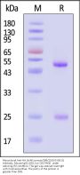 Monoclonal Anti-HA (A/Wisconsin/588/2019 (H1N1)) Antibody, Mouse IgG1 (6D1) (MALS verified)