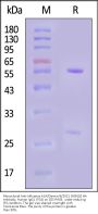 Monoclonal Anti-Influenza A [A/Darwin/6/2021 (H3N2)] HA Antibody, Human IgG1 (7G4) (MALS verified)