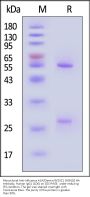 Monoclonal Anti-Influenza A [A/Darwin/9/2021 (H3N2)] HA Antibody, Human IgG1 (1D6) (MALS verified)