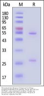 Monoclonal Anti-Influenza A [A/guinea fowl/Hong Kong/WF10/99(H9N2)] HA Antibody, Human IgG1 (9C1) (MALS verified)
