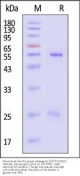 Monoclonal Anti-HA (strain A/Bangkok/1/1979 (H3N2)) Antibody, Mouse IgG1 (2D10)