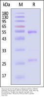 Monoclonal Anti-HA (Influenza A/Darwin/9/2021 (H3N2)) Antibody, Mouse IgG1 (1D6)