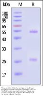 Monoclonal Anti-HA (Influenza A/guinea fowl/Hong Kong/WF10/99 (H9N2)) Antibody, Mouse IgG1 (9C1)