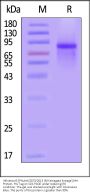 Influenza B [Phuket/3073/2013 (B/Yamagata lineage)] Hemagglutinin (HA) Protein, His Tag