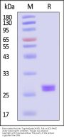 Biotinylated Anti-His Tag Antibody(AY63), Fab (MALS verified)
