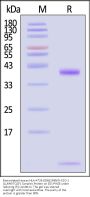 Biotinylated Human HLA-A*24:02&B2M&NY-ESO-1 (LLMWITQCF) Complex Protein (Monomer, MALS verified)