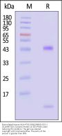 Biotinylated Human HLA-A*02:01&B2M&NY-ESO-1 (SLLMWITQV) Complex Protein (Monomer, MALS verified)