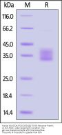 Human HLA-DQA1*03:02&DQB1*03:03 Monomer Protein (Peptide free)
