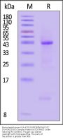 Biotinylated Human HLA-A*03:01&B2M&KRASG12C (VVVGACGVGK) Complex Protein (Monomer, MALS verified)