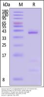 Human HLA-A*11:01&B2M&KRASG12D (VVVGADGVGK) Tetramer Protein