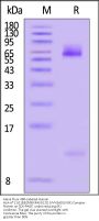 Alexa Fluor™ 488-Labeled Human HLA-A*11:01&B2M&KRASG12D (VVVGADGVGK) Complex Protein (Monomer)