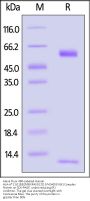 Alexa Fluor™ 488-Labeled Human HLA-A*11:01&B2M&KRASG12D (VVGADGVGK) Complex Protein (Monomer)