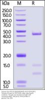 Human HLA-A*02:01&B2M&MAGE-A4 (KVLEHVVRV) Tetramer Protein (MALS verified)