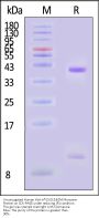 Unconjugated Human HLA-A*02:01&B2M Monomer Protein (Peptide free, MALS verified)