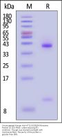 Unconjugated Human HLA-A*11:01&B2M Monomer Protein (Peptide free, MALS verified)