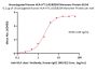 Unconjugated Human HLA-A*11:01&B2M Monomer Protein (Peptide free, MALS verified)